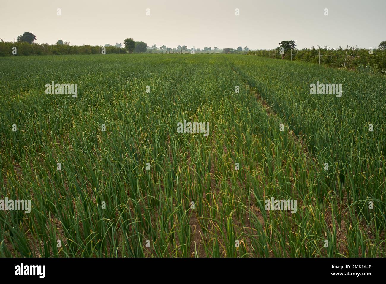 Onion farms, somewhere in Maharashtra, India Stock Photo Alamy