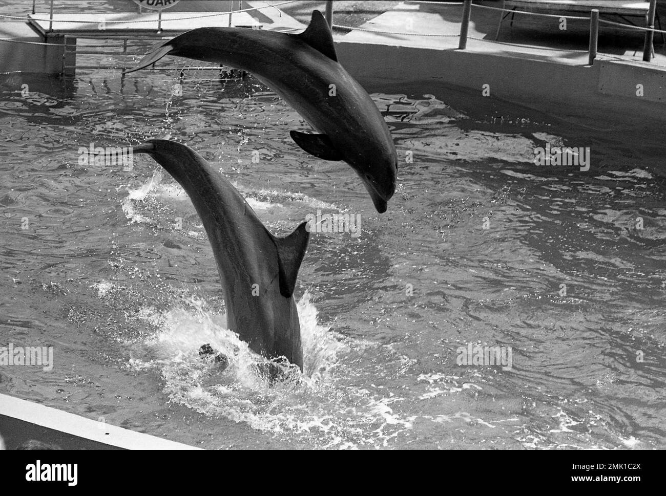 Miami Seaquarium, Virginia Key, Biscayne Bay, South Florida, USA, 1972 Stock Photo