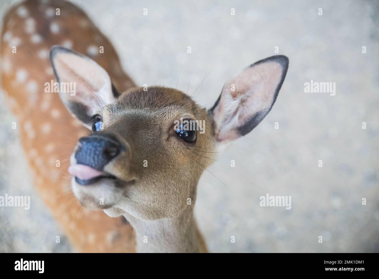 little young spotted deer without horns shows tongue Stock Photo Alamy