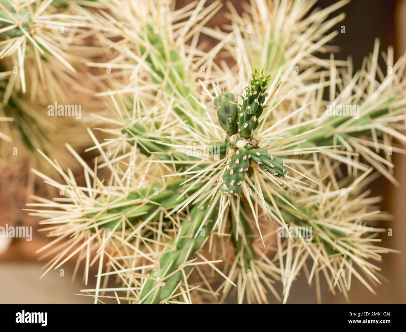 Prickly Cylindropuntia tunicata, commonly known as sheathed cholla. Cactus with long thorns. Stock Photo