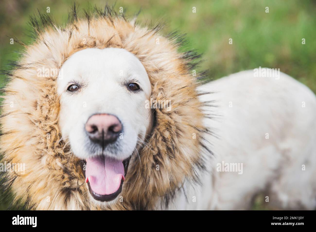 golden retriever dog with fur around the neck like a mane of a lion