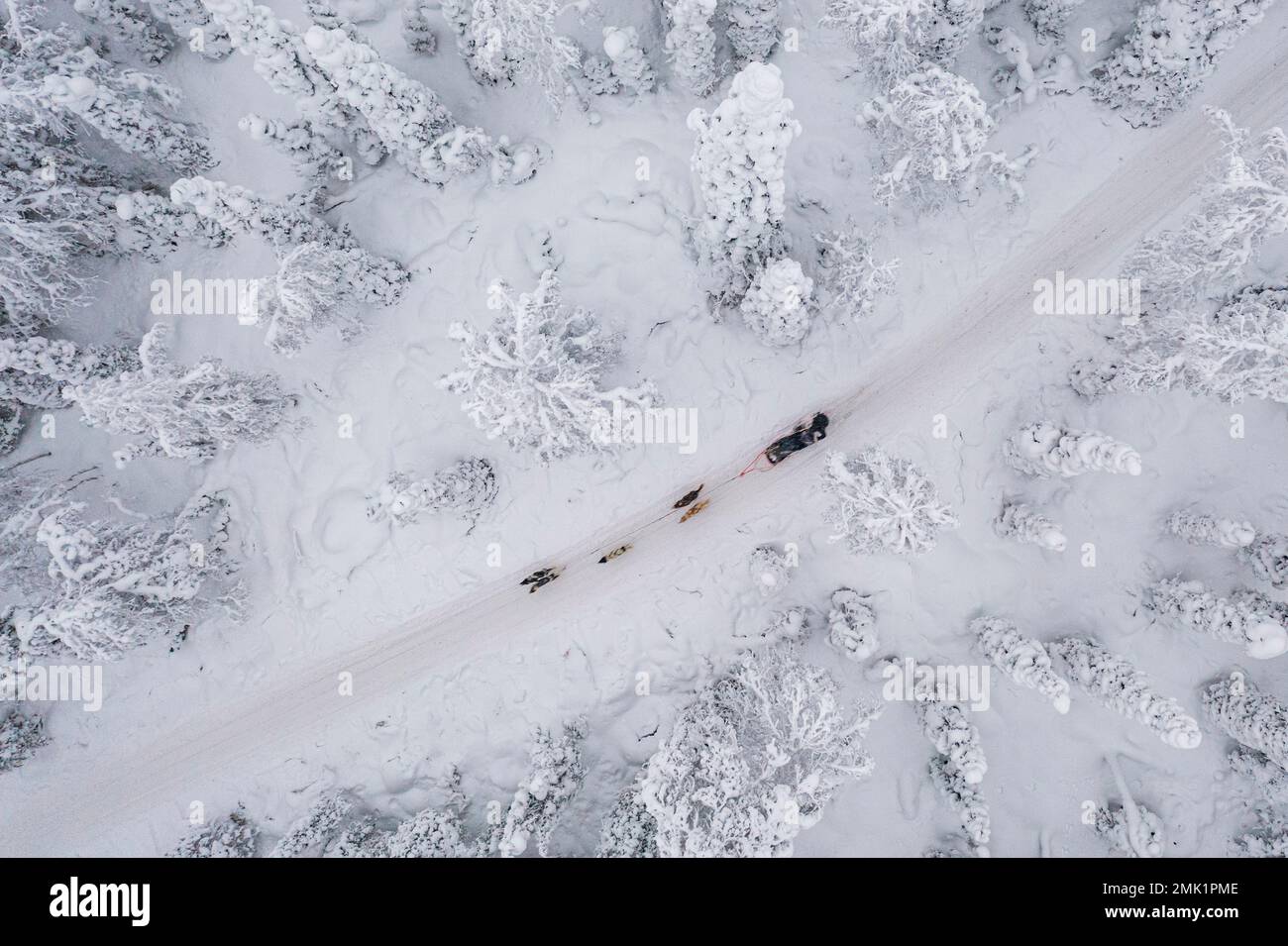 Overhead view of people dog sledding in the snowy landscape of Finnish Lapland in winter Stock Photo