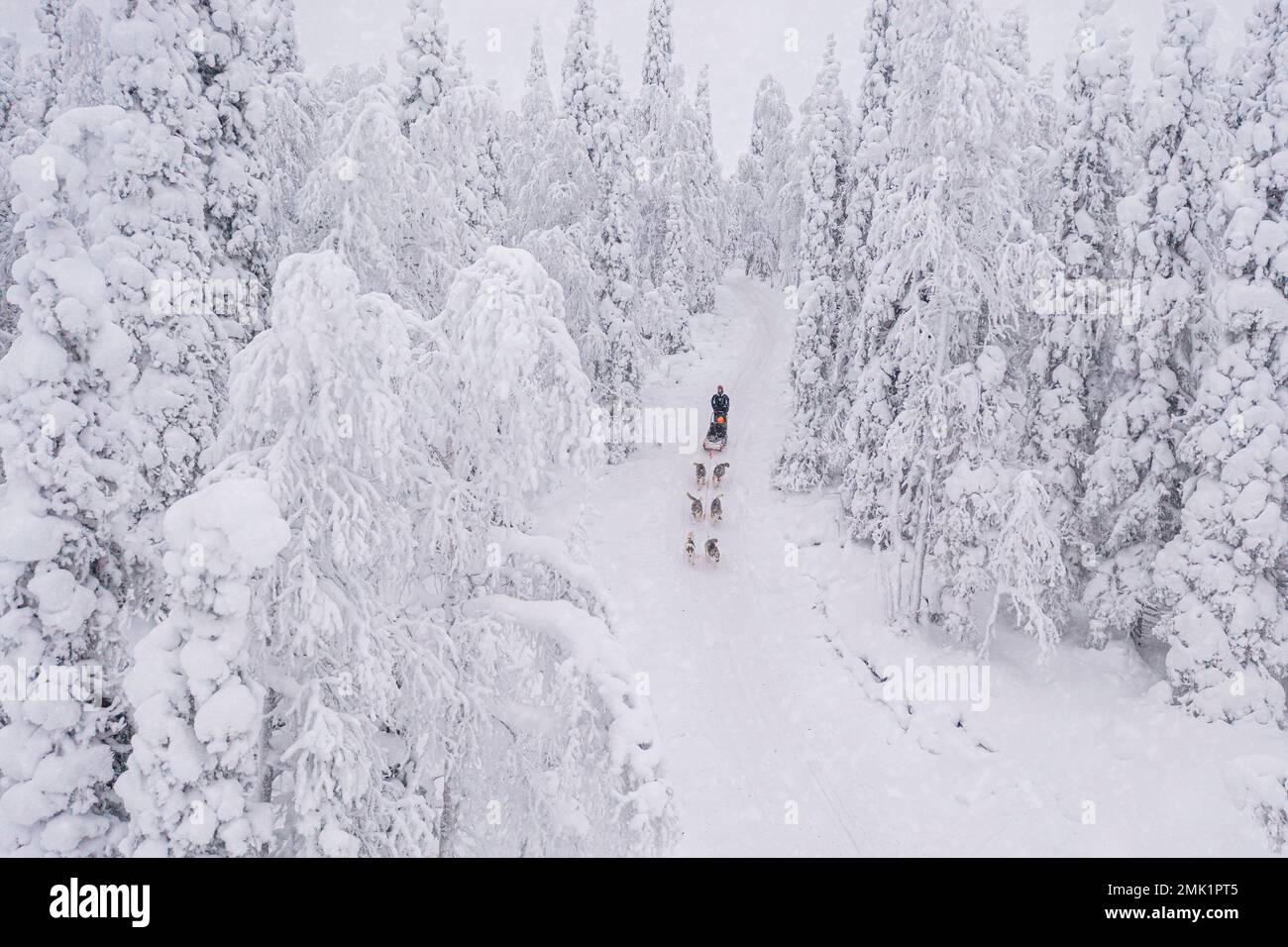 Overhead view of people dog sledding in the snowy forest during a winter snowfall, Lapland, Finland Stock Photo