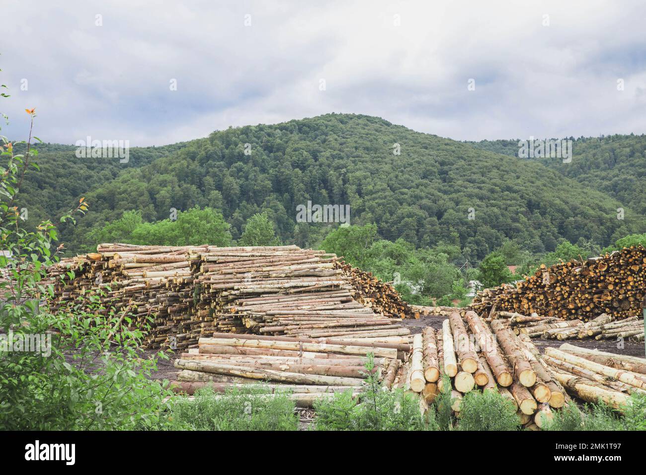Mass deforestation in the Carpathians Ukraine Stock Photo - Alamy