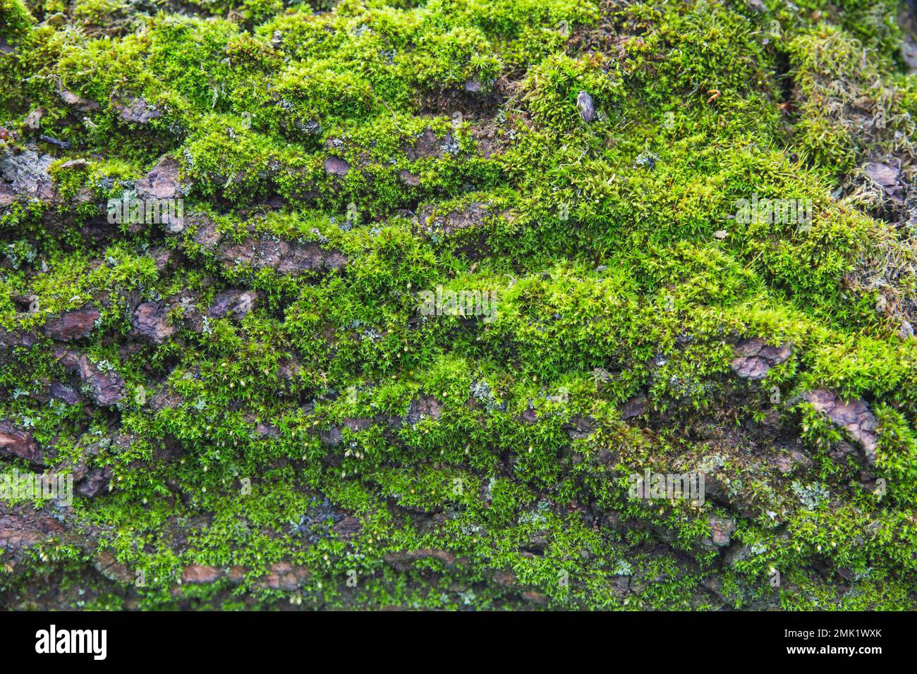 moss close-up on the bark of a fallen tree Stock Photo