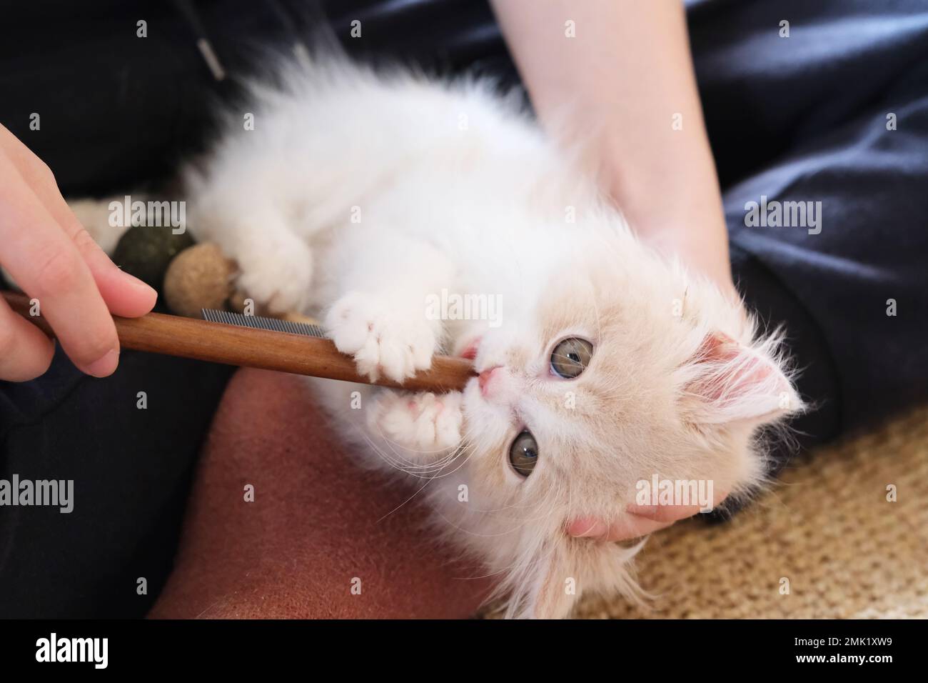 naughty little British shorthair baby cat biting comb. Owner's hand play with kitty Stock Photo