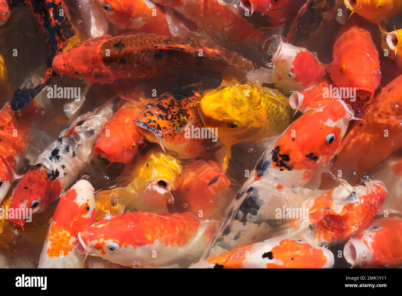 Red carp hi-res stock photography and images - Alamy