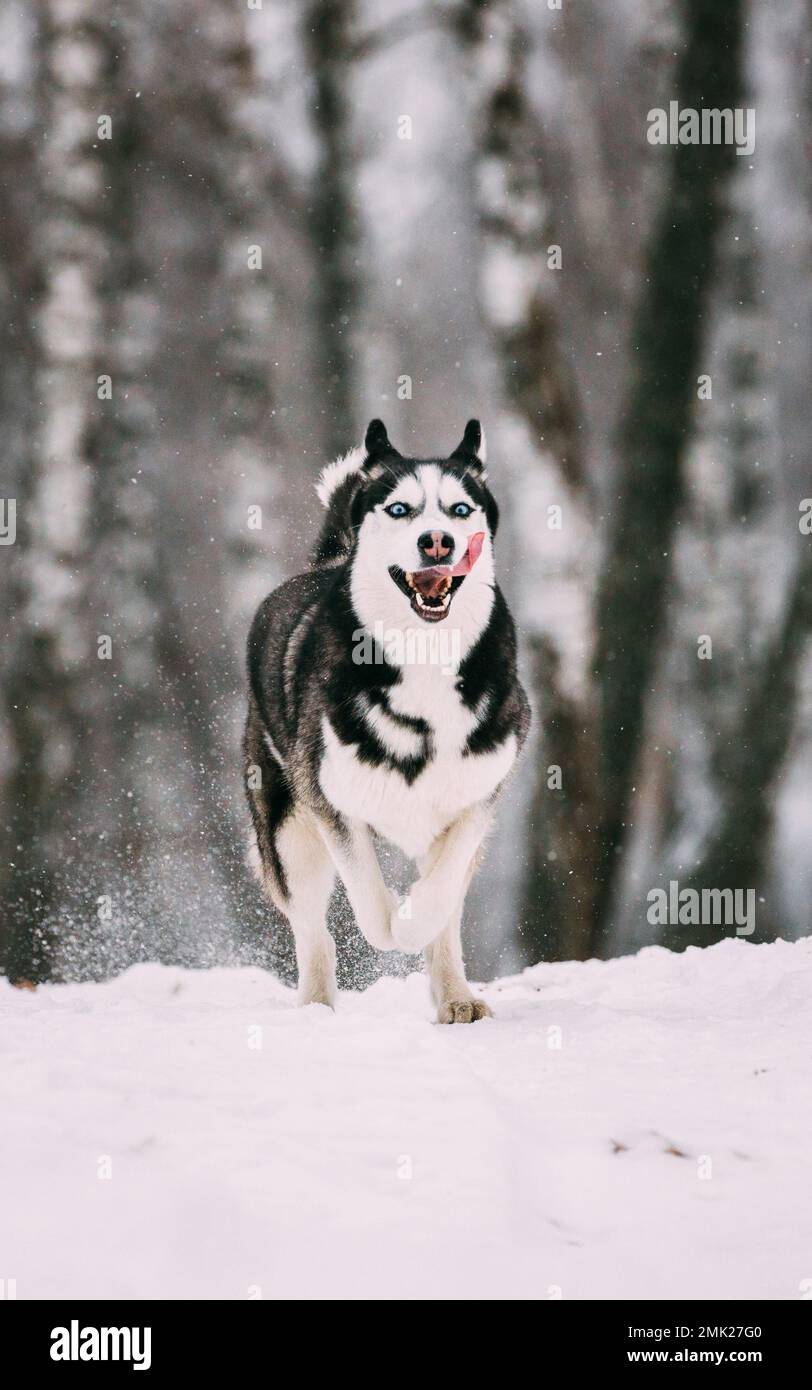 Siberian Husky Dog Funny Running Outdoor In Snowy Forest At Winter Day  Stock Photo - Alamy