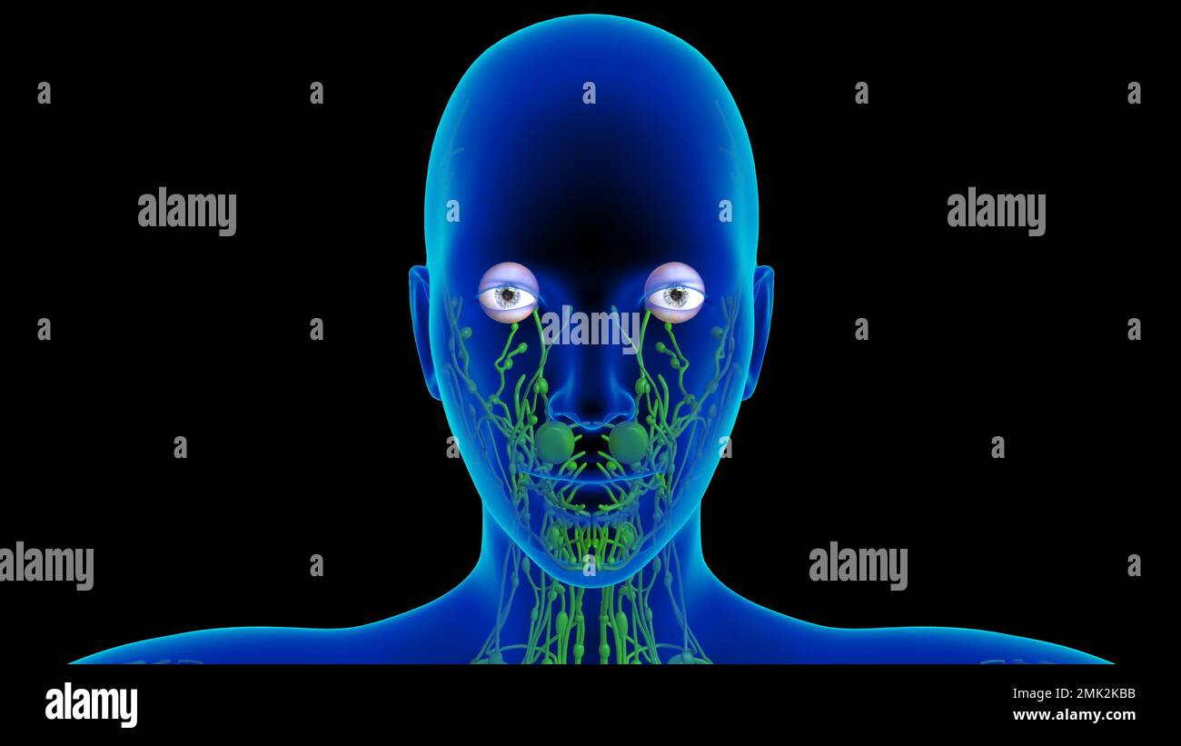 Human lymph nodes anatomy for medical concept 3D illustration Stock ...