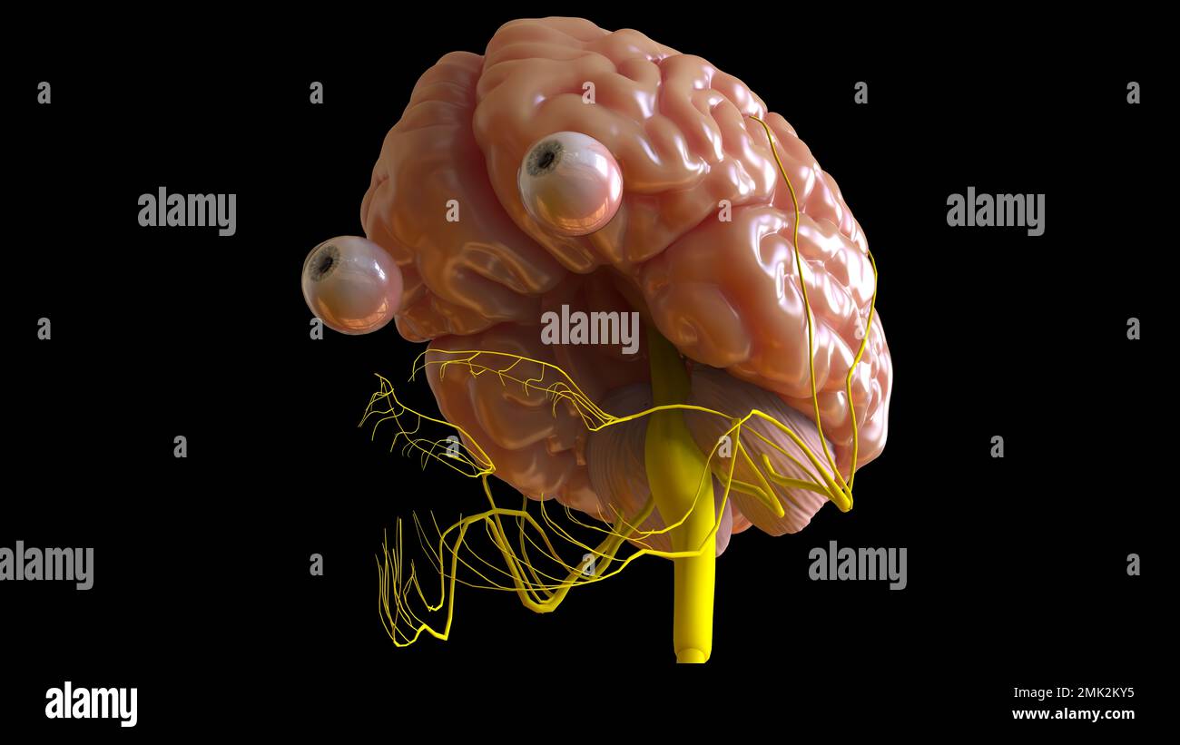 Human Brain Anatomy Sulcus