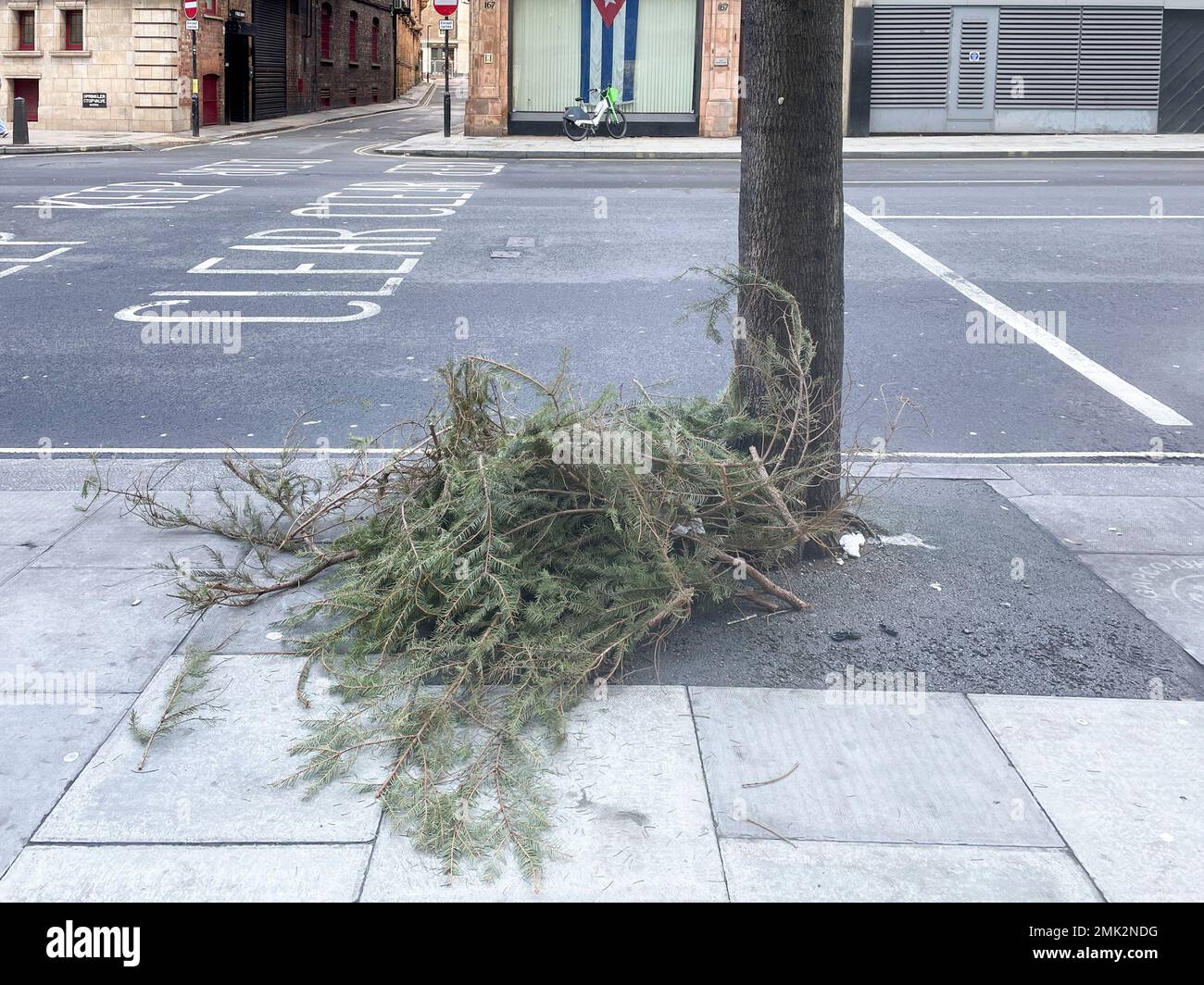 Used Christmas trees around central London is discarded on roads and at