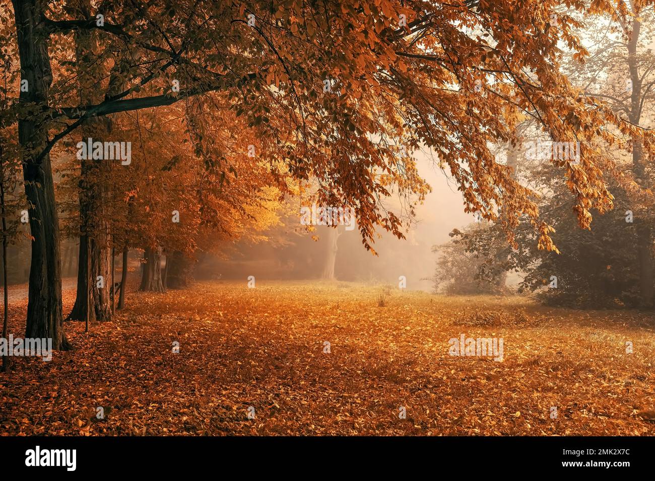 Alley trees hi-res stock photography and images - Alamy