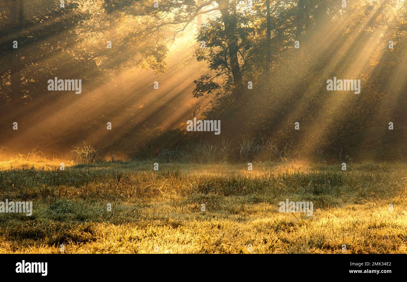 Autumn misty landscape with trees and sunrays Stock Photo - Alamy