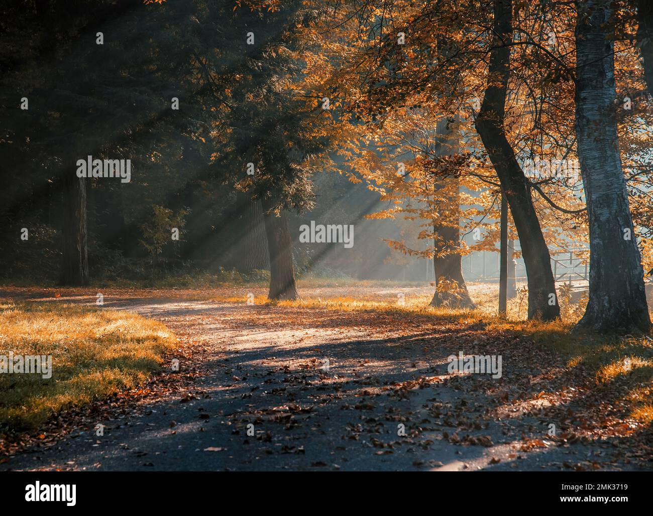 Autumn alley trees in sunbeams Stock Photo - Alamy