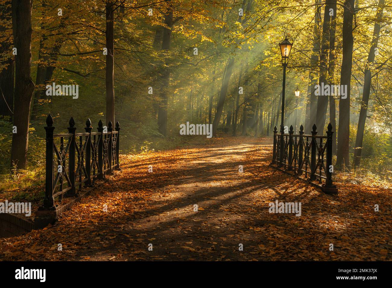 Alley of trees in leaves hi-res stock photography and images - Alamy