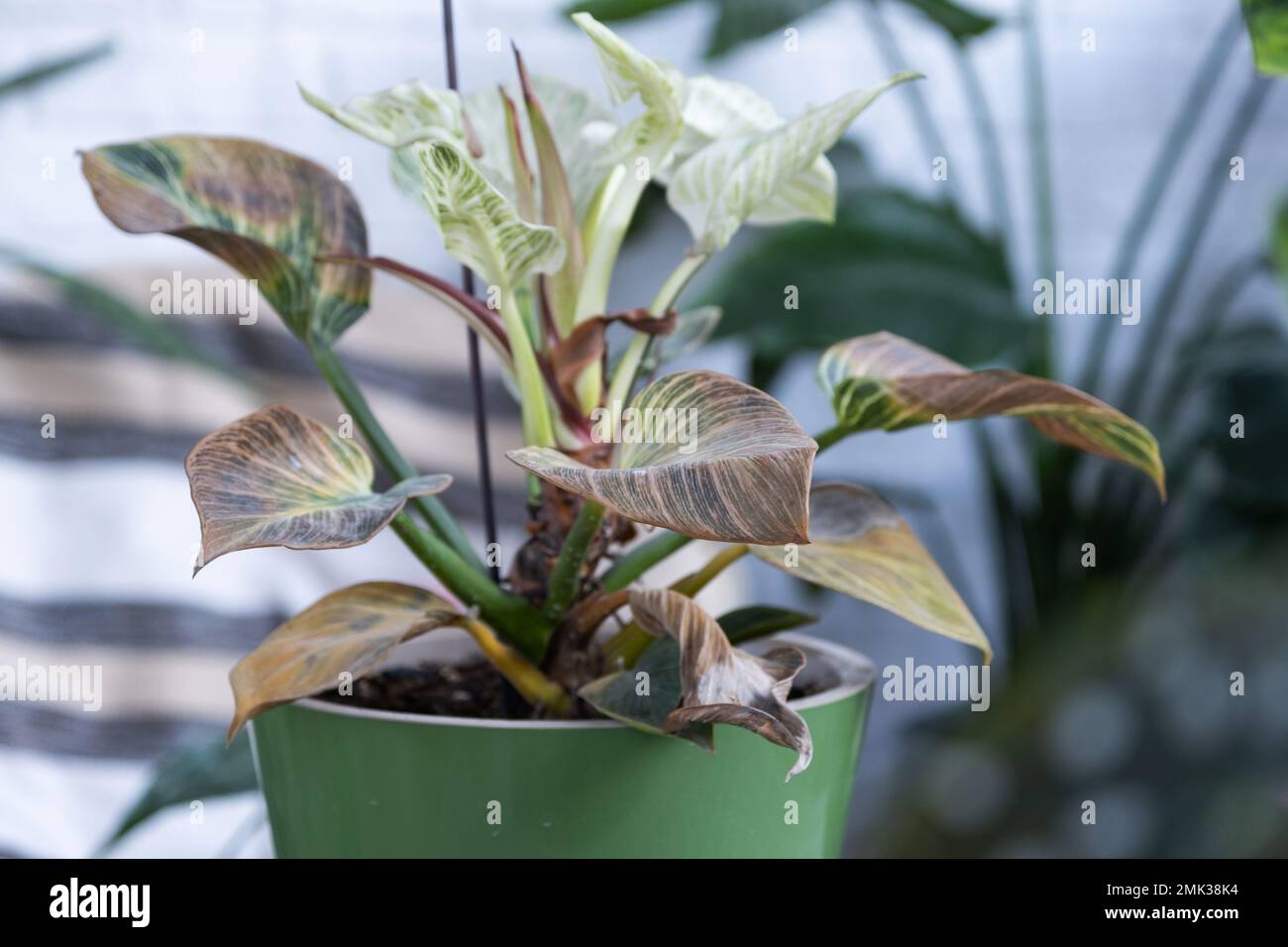 Problems in cultivation of domestic plants Philodendron Birkin leaves