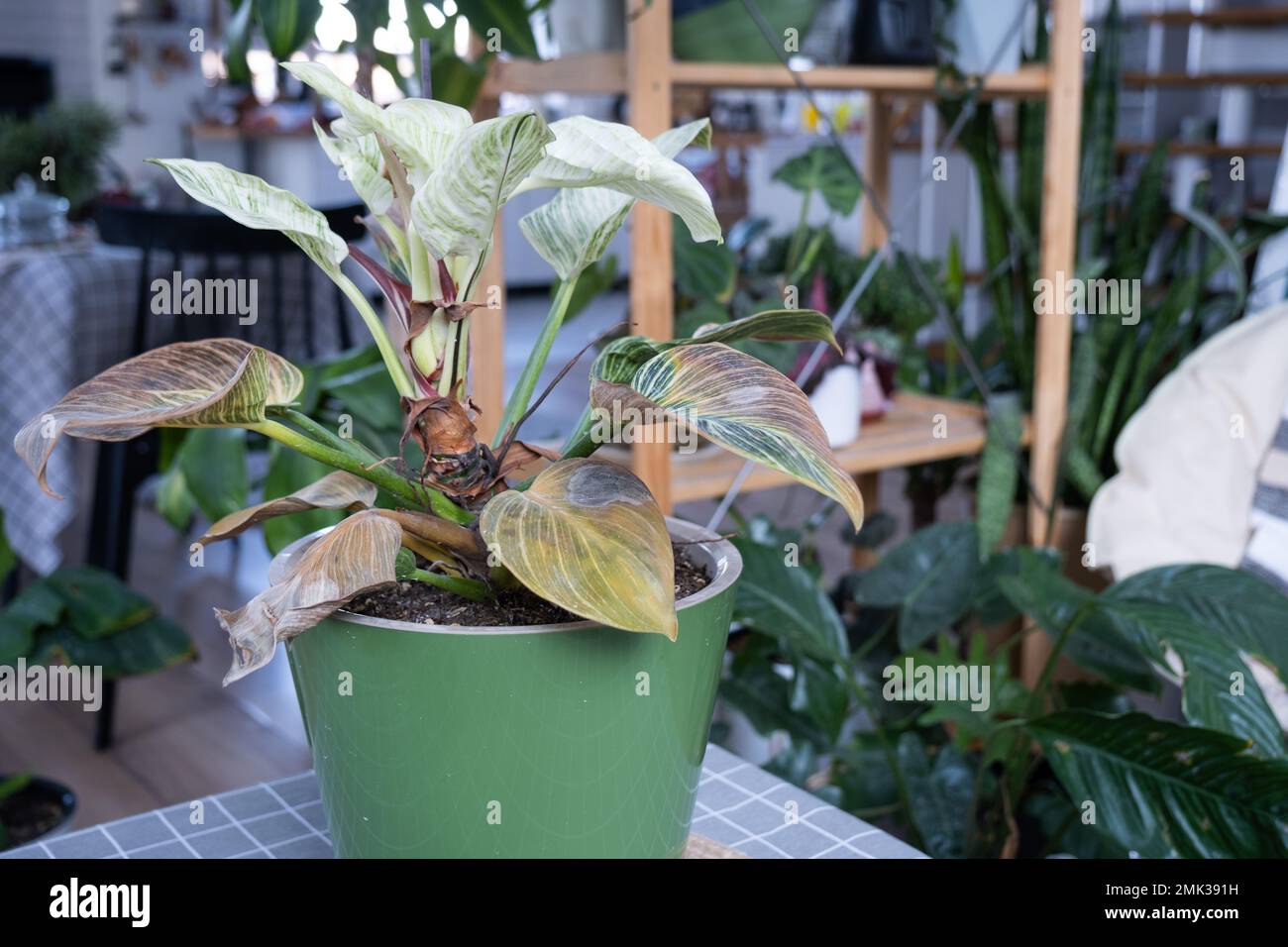 Problems in cultivation of domestic plants Philodendron Birkin leaves