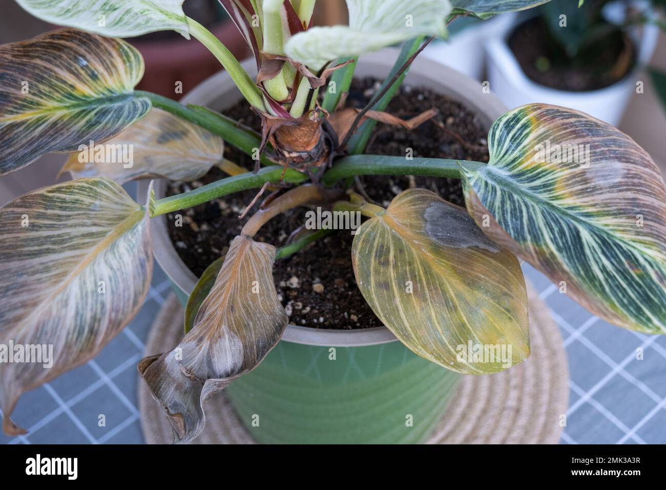 ponytail palm tree Ponytail Palm (Tabletop) – Interior Foliage Design main image 1