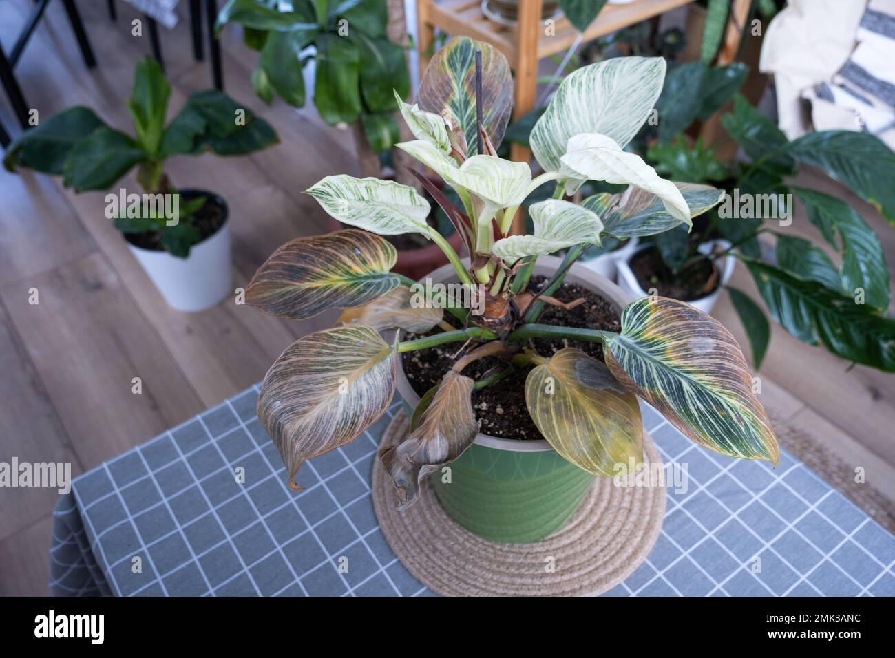 Problems in cultivation of domestic plants Philodendron Birkin leaves