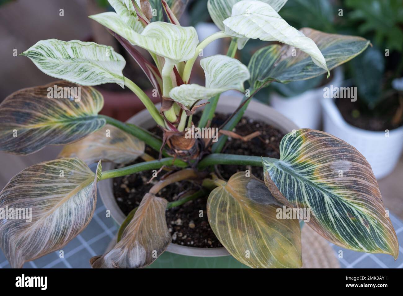 Problems in cultivation of domestic plants Philodendron Birkin leaves