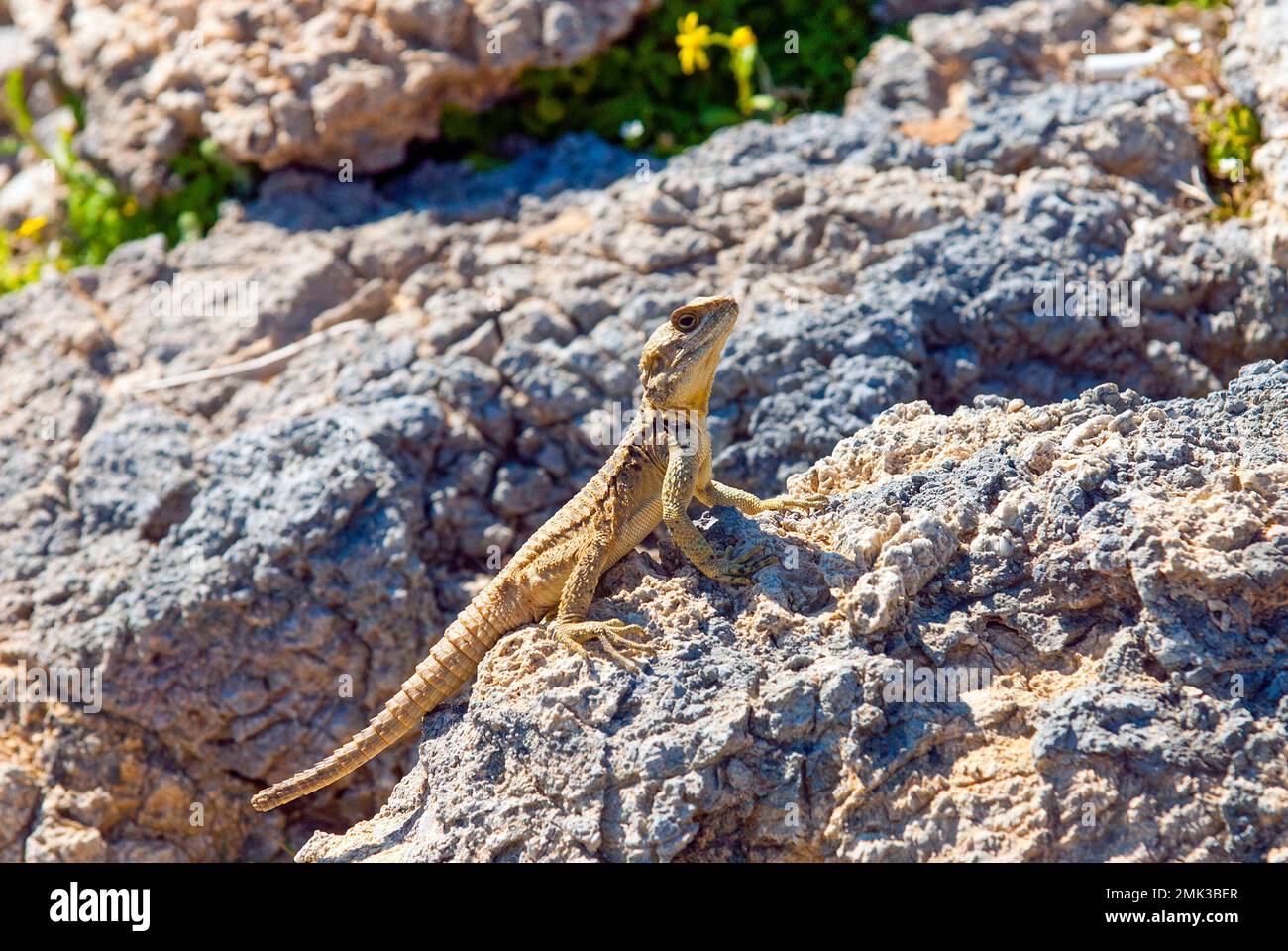 A lizard sitting on a stone. Stock Photo
