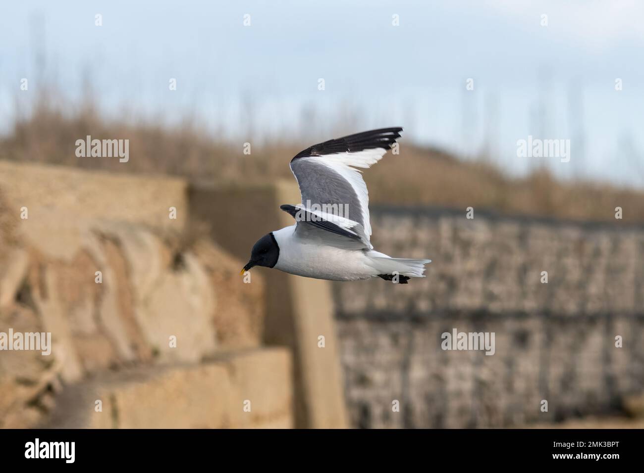 Sabine's gull (Xema sabini), adult bird in full breeding plumage, a rarity at Southmoor Nature Reserve, Langstone Harbour, Hampshire, England, UK Stock Photo