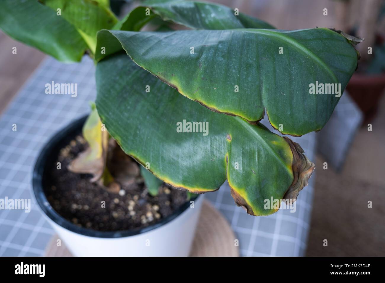 Problems in cultivation of domestic plants Problems in cultivation of