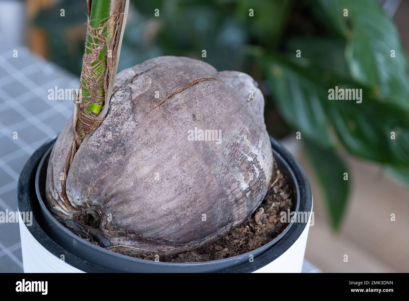 ferm living plant box divider Plant Box: Round