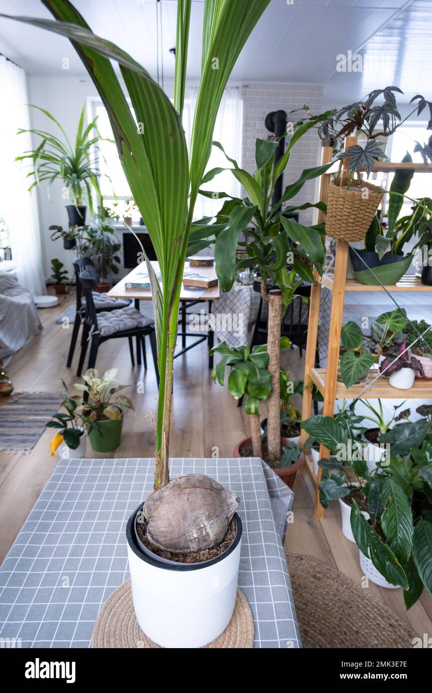 Coconut palm in a pot at home in interior. Green house, care and cultivation of tropical plants Stock Photo