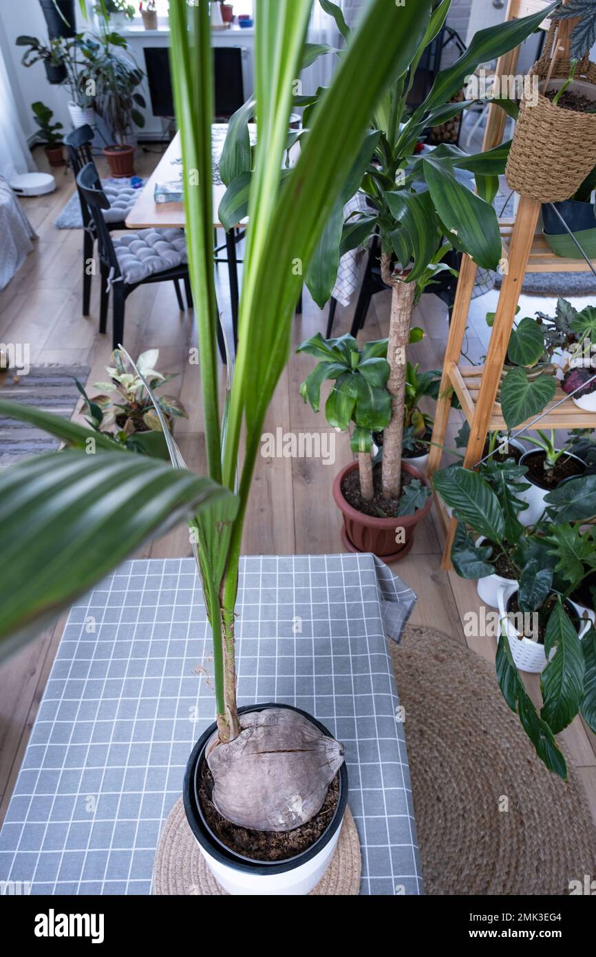 wall.plant hanger Sage Green Macrame Plant Hanger