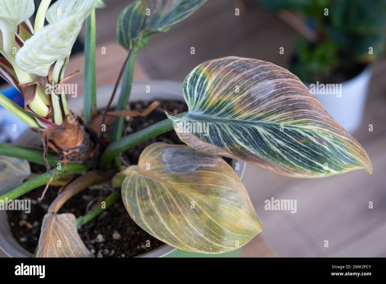 Problems in cultivation of domestic plants Philodendron Birkin leaves