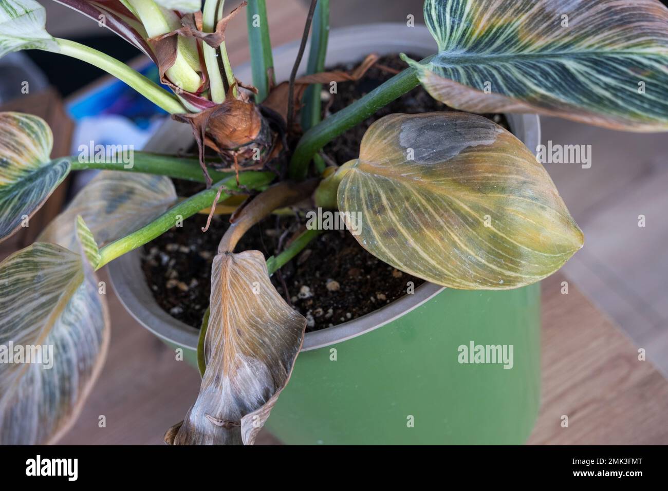 Problems in cultivation of domestic plants Philodendron Birkin leaves