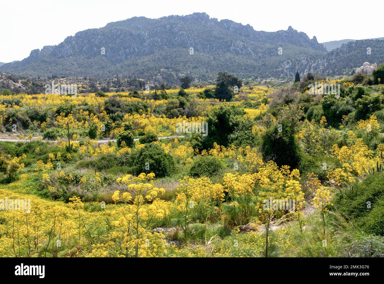 Flowering giant fennel in Akanthou/ Tatlisu at the Karpaz peninsula