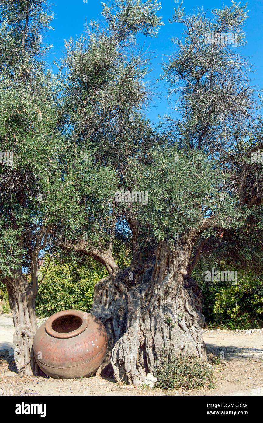 700 year old olive tree in Polis Chrysochou Stock Photo - Alamy