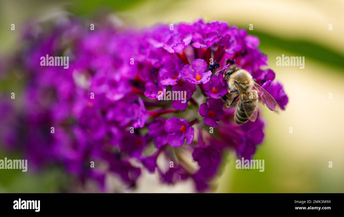 Bee on flower Stock Photo