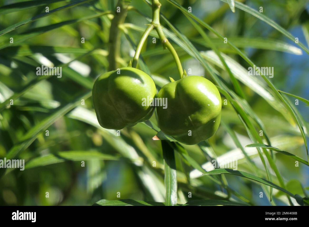 Unripe fruits of yellow oleander containing toxic seeds Stock Photo