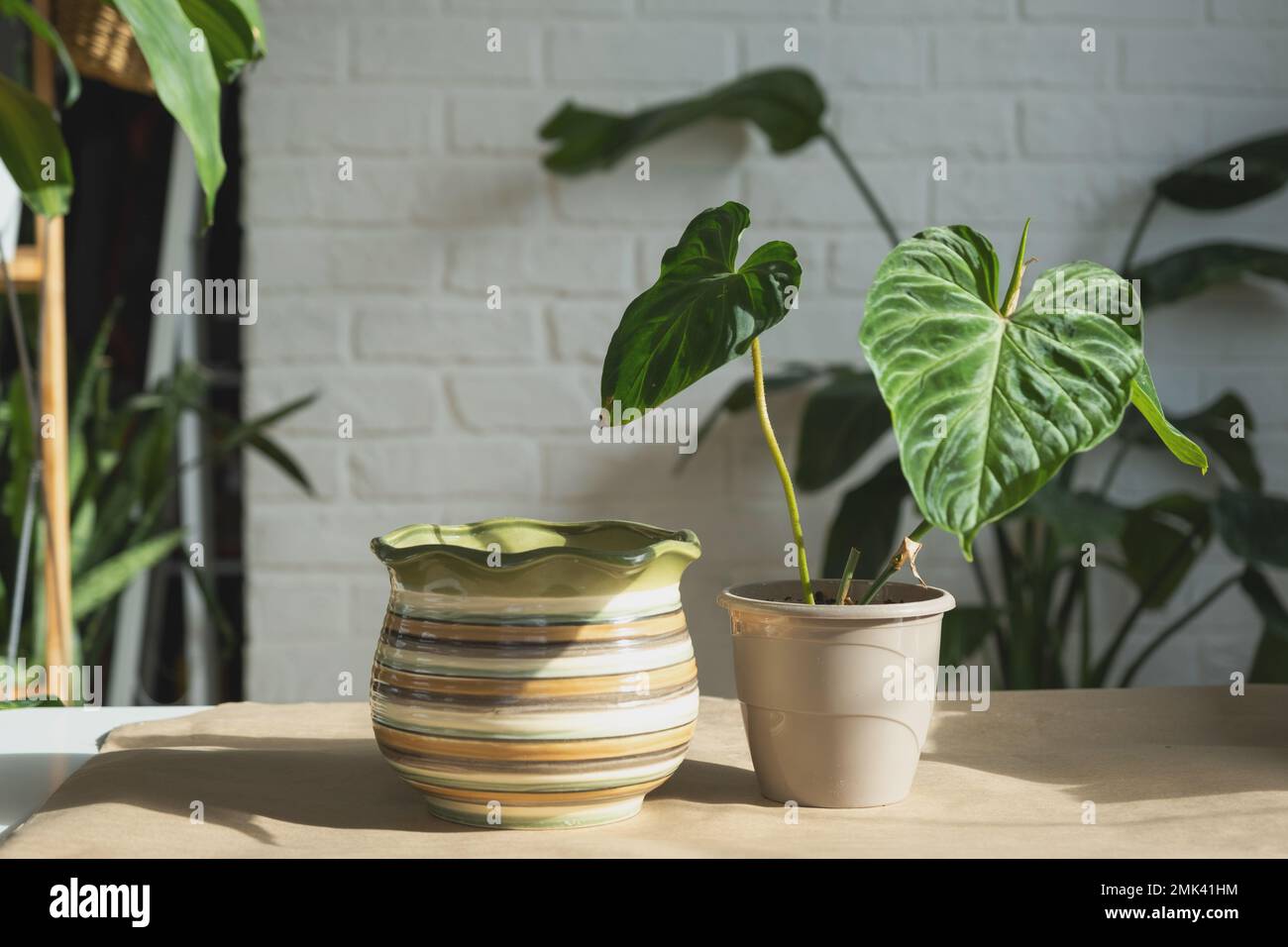Transplanting a home plant Philodendron verrucosum into a new bigger