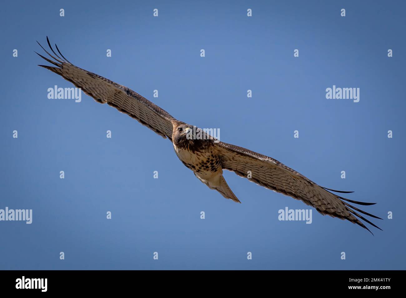 Red-tailed hawk Stock Photo