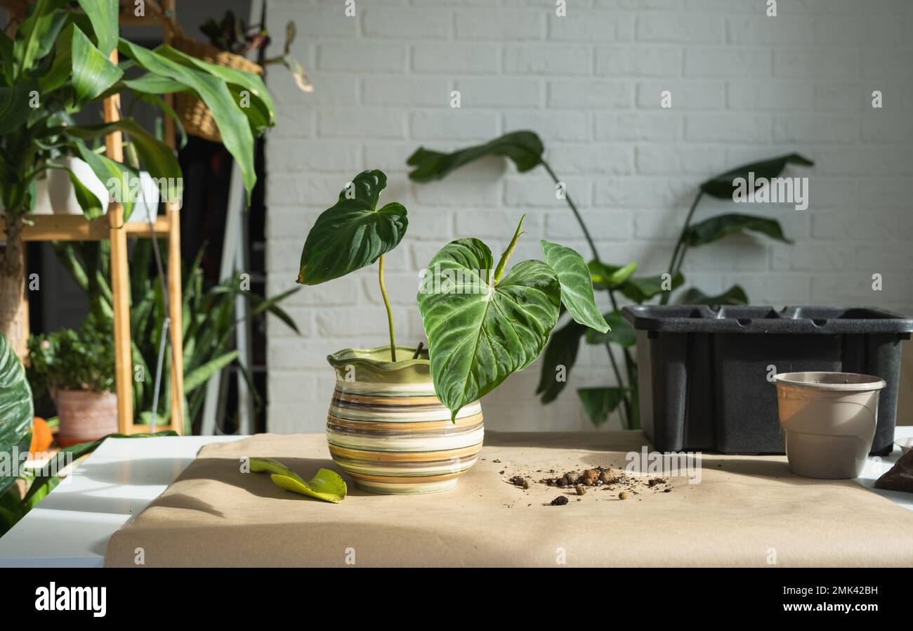 Transplanting a home plant Philodendron verrucosum into a new bigger
