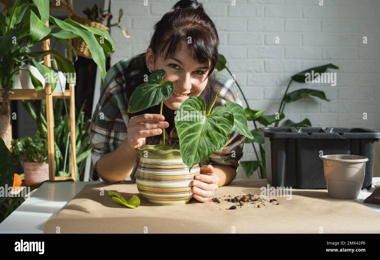 Transplanting a home plant Philodendron verrucosum into a new bigger
