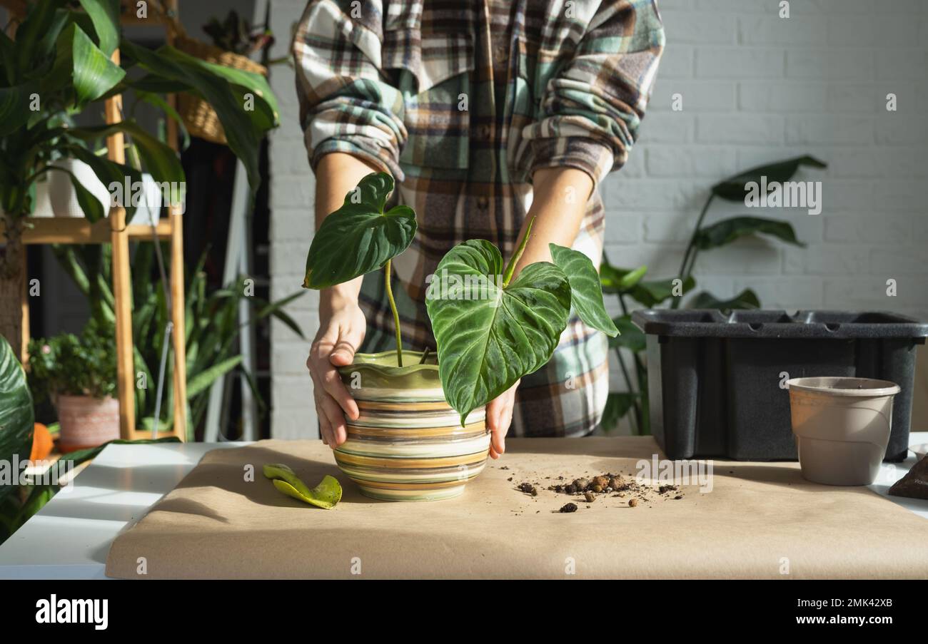 Transplanting a home plant Philodendron verrucosum into a new bigger