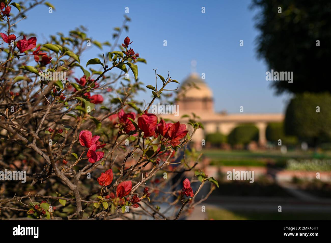 New Delhi, Delhi, India. 28th Jan, 2023. Flowers bloom at the Amrit Udyan, formerly known as Mughal Gardens of the Indian Presidential Palace or Rashtrapati Bhawan in New Delhi. (Credit Image: © Kabir Jhangiani/ZUMA Press Wire) EDITORIAL USAGE ONLY! Not for Commercial USAGE! Stock Photo