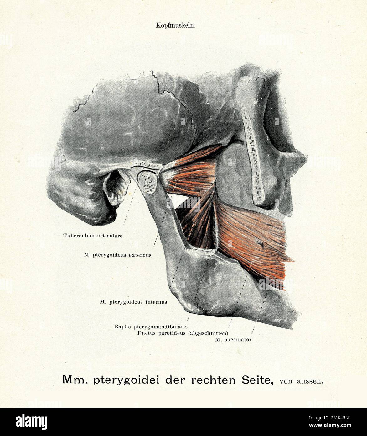 Insertion Of The Lateral Pterygoid Muscle