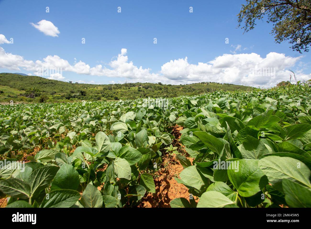 Soy Farming in Africa: A Picture of Progress with Scenic Mountain Horizon Stock Photo
