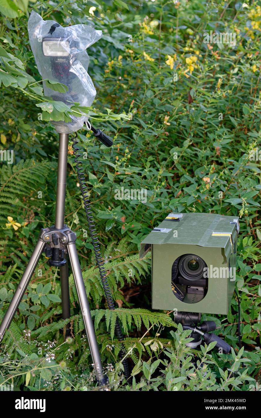 Camera trap set up to photograph garden badgers, foxes and deer, Wiltshire, UK, August. Stock Photo