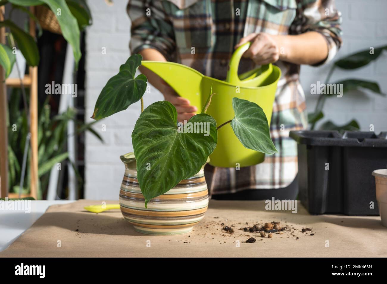 Transplanting a home plant Philodendron verrucosum into a new bigger