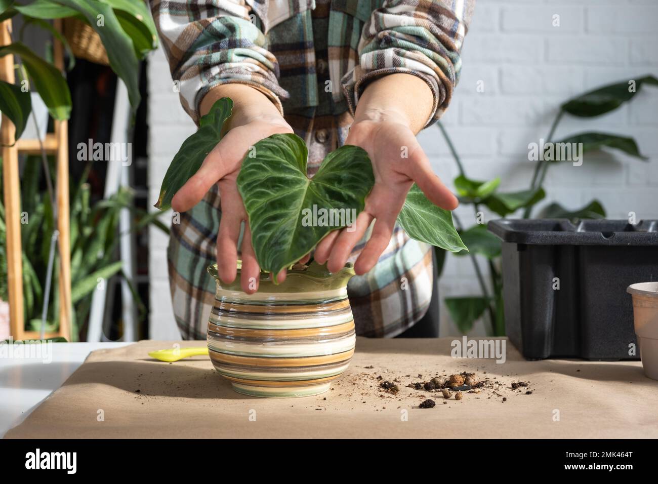 Transplanting a home plant Philodendron verrucosum into a new bigger