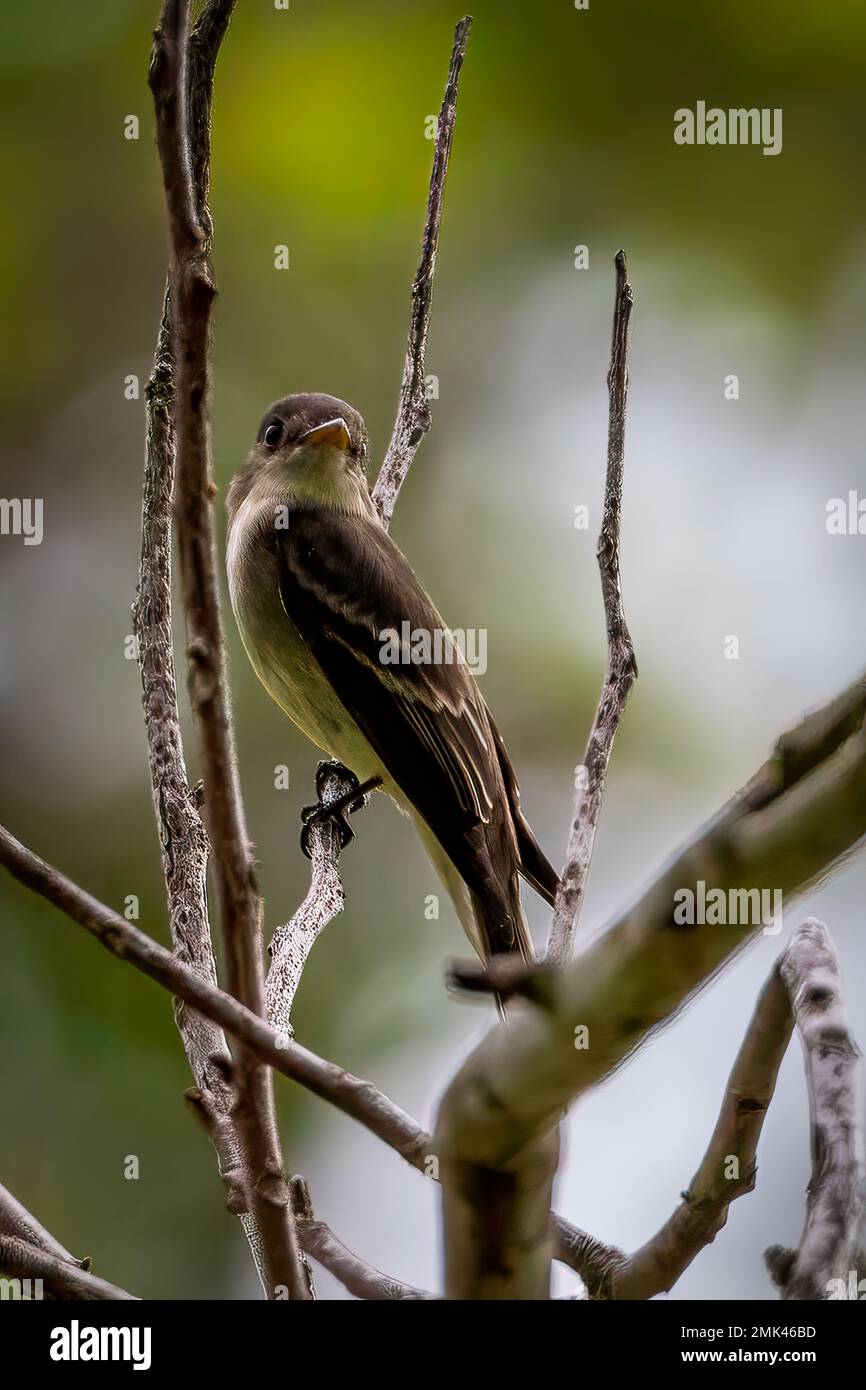 Wood-pewee bird Stock Photo