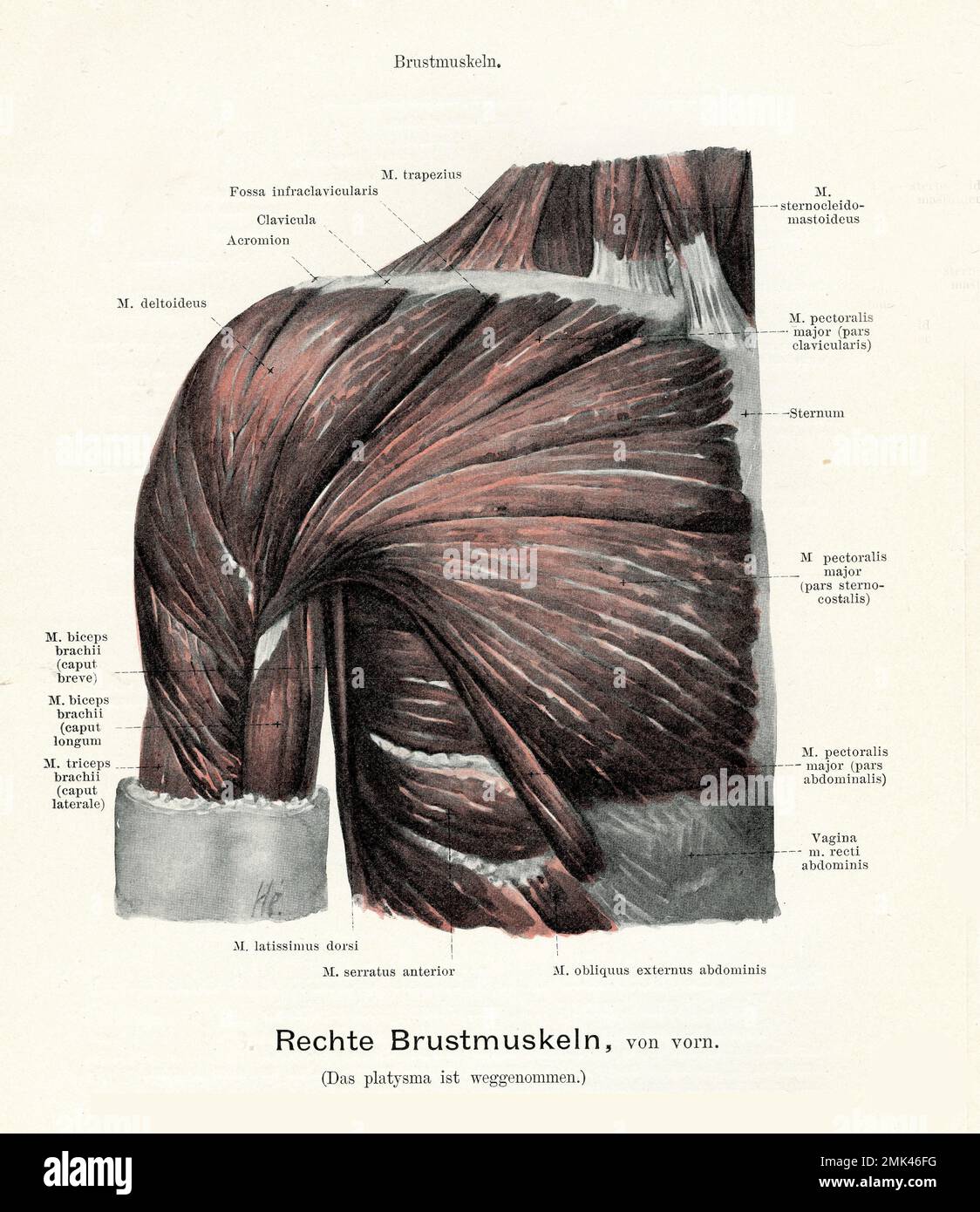Vintage illustration of pectoral muscle connecting chest with upper arm and schoulder, with German anatomical descriptions Stock Photo