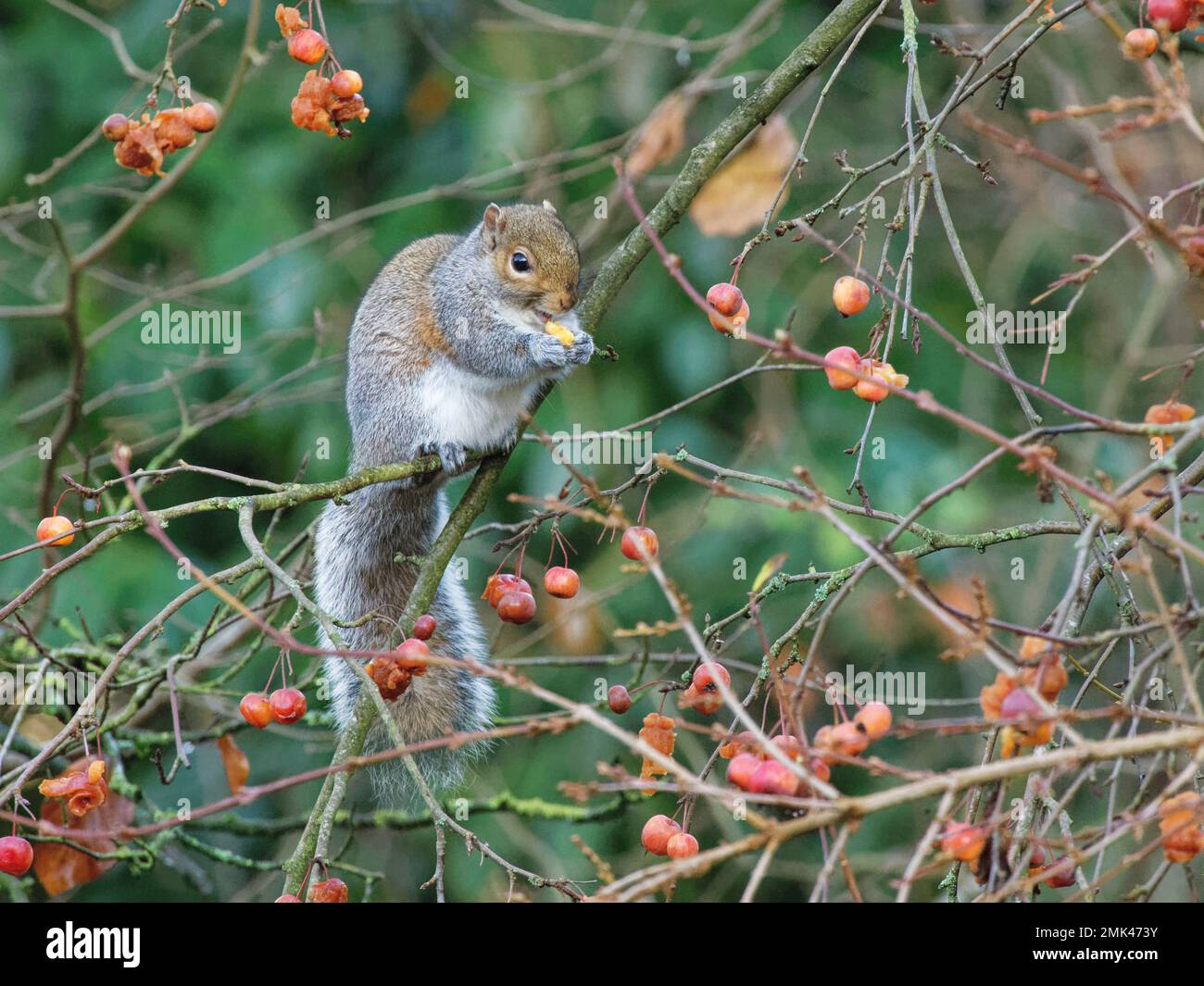 Grey squirrel (Sciurus carolinensis) eating a Crab apple (Malus sylvestris) it has just picked from a tree in a garden, Wiltshire, UK, December. Stock Photo